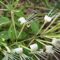 wild honeysuckle herbal tea